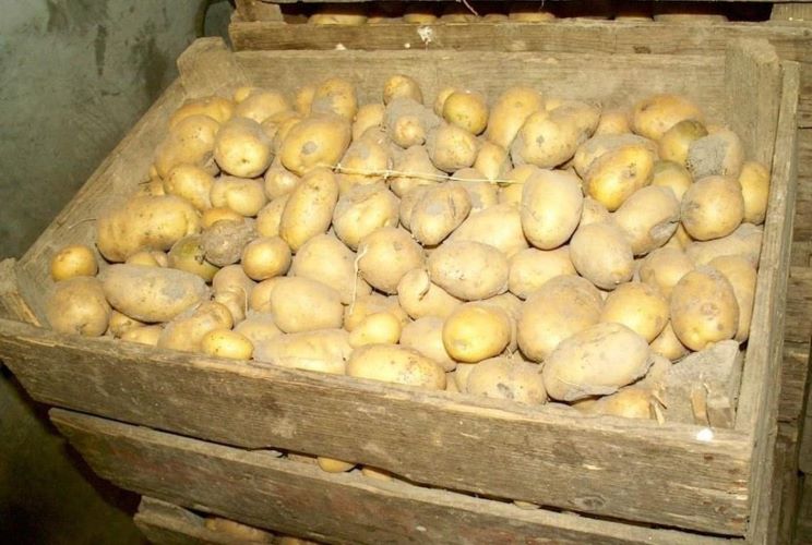 хранение картофеля 6