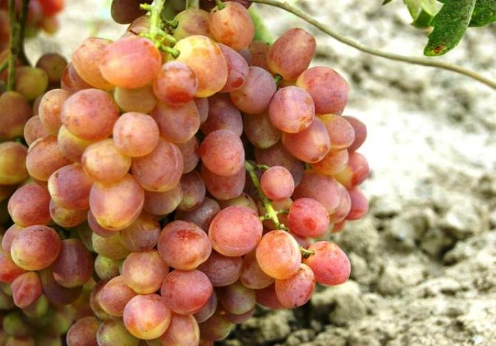 виноград кеша красный описание сорта фото отзывы